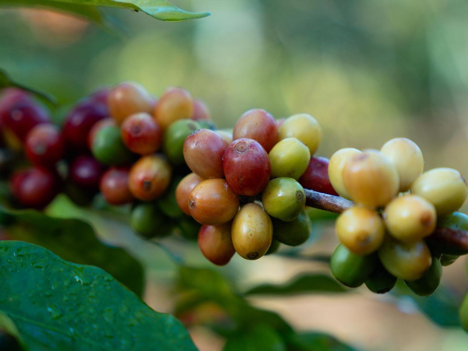 Munduk Moding Plantation Nature Resort Exteriör bild Coffee berries